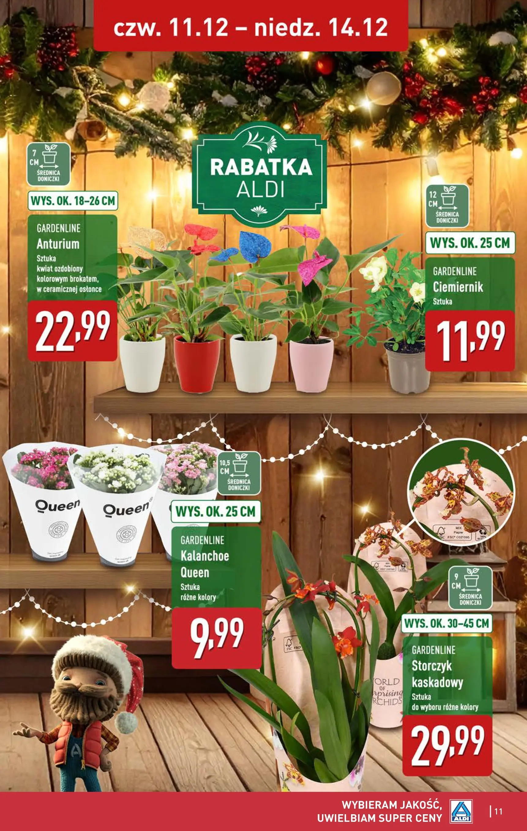 Aldi - Dodatkowe promocje na weekend w ALDI od 10.12.2025 - Ulotka PDF, promocje | Strona: 11 | Produkty: Doniczki, Kalanchoe, Storczyk