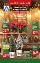 Piękne rośliny na gwiazdkę w ALDI Aldi – od 11.12.2025