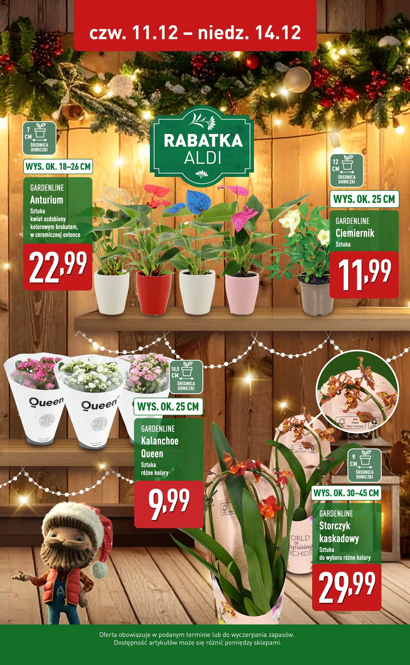 Aldi - Piękne rośliny na gwiazdkę w ALDI od 10.12.2025 - Ulotka PDF, promocje | Strona: 2 | Produkty: Doniczki, Kalanchoe, Storczyk