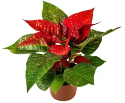 Коледна звезда