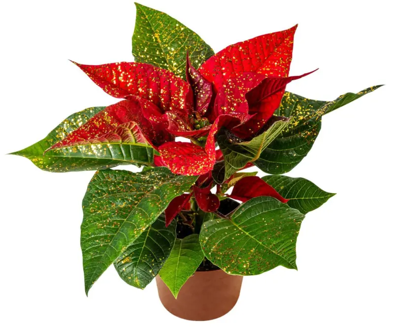 Коледна звезда