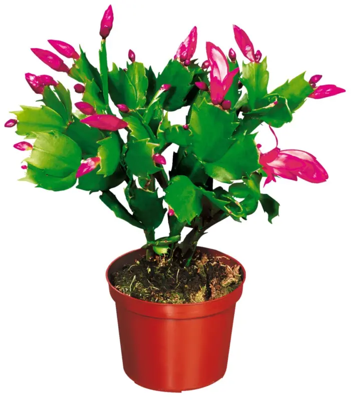 Коледниче (Шлумбергера)