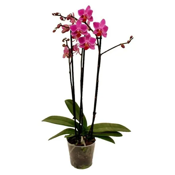 Piardino Schmetterlingsorchidee