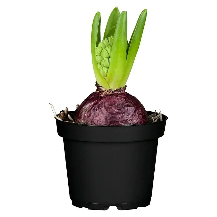 Piardino Fr&uuml;hlingsblumenzwiebeln Hyazinthe