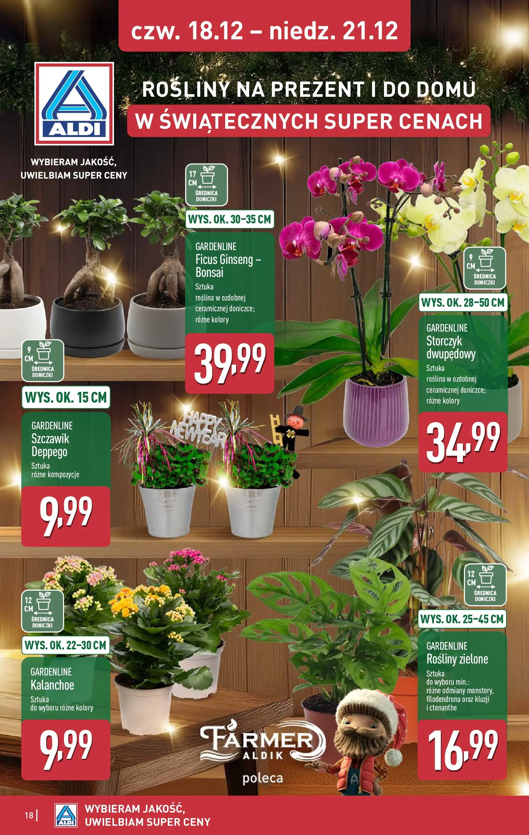 Aldi gazetka od 18.12.2025 | Boże Narodzenie 🎄🎁 | Strona: 18 | Produkty: Rosliny, Doniczki, Kalanchoe, Storczyk