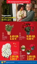 ЛИДЛ Празнични предложения от ЛИДЛ с валидност до 28.12.2025 - от 22-12-25