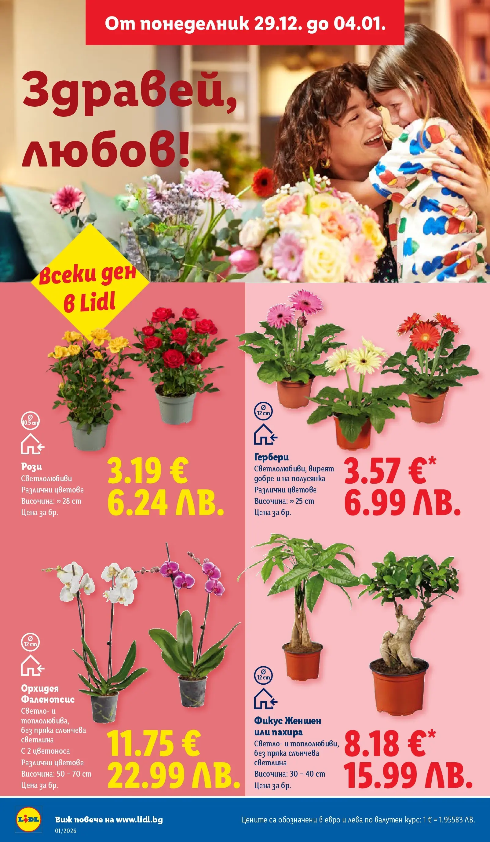 Лидл - Празнувай Нова Година. Заслужава си с ЛИДЛ с валидност до 04.01.2026 от 28.12.2025 | Страница: 34 | Продукти: Орхидея