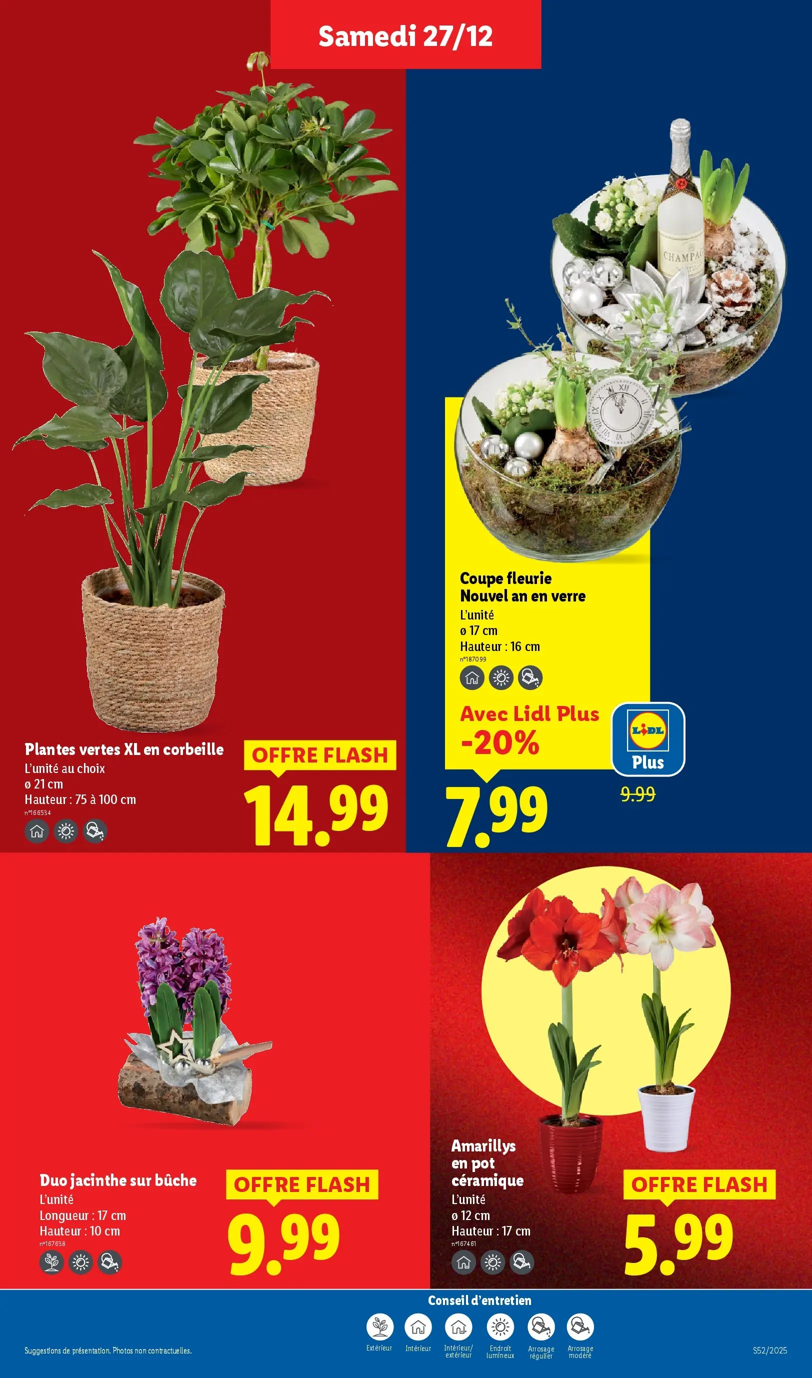 Catalogue LIDL du 26/12/2025 | Promo prospectus en ligne | Page: 31 | Produits: Plantes