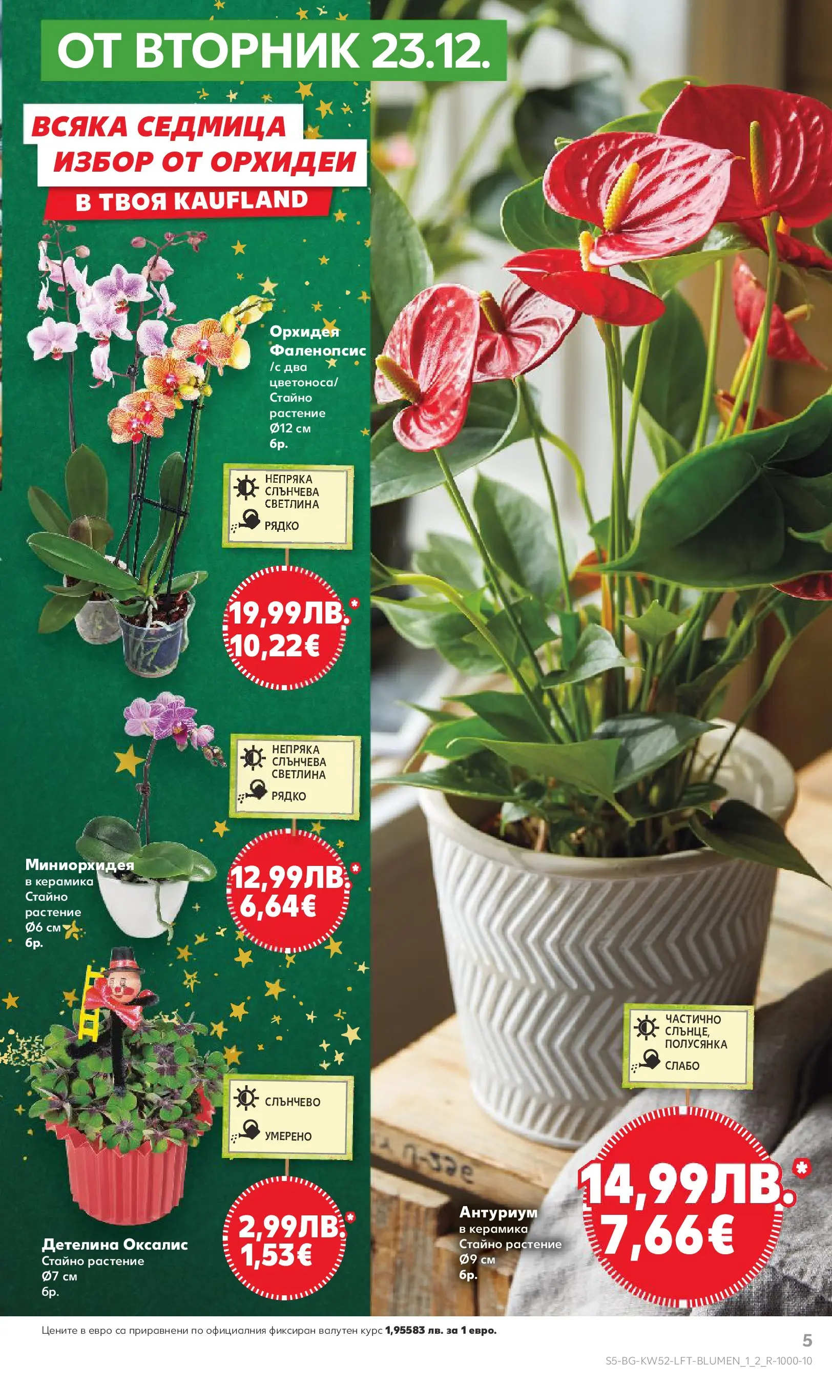 Нова Кауфланд - Отвори вратата за прeкрасна Коледа с Kaufland предложения с валидност до 28.12.2025 от 21.12.2025 | Страница: 5 | Продукти: Орхидея