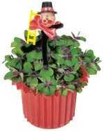 Kaufland хипермаркет Детелина Оксалис - до 28-12-25