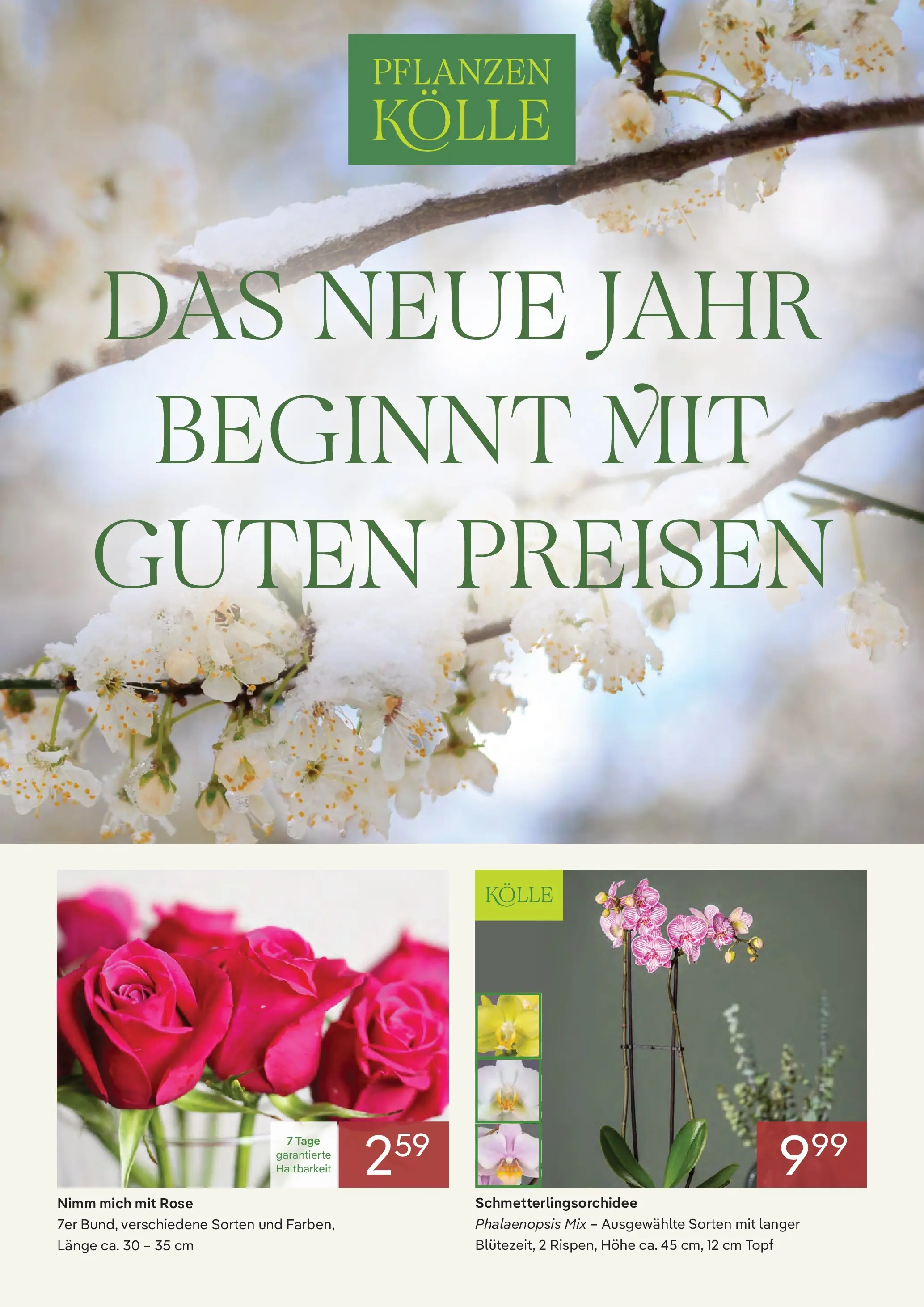 Pflanzen-Kölle - Pflanzen-Kölle: DAS NEUE JAHR BEGINNT MIT GUTEN PREISEN (ab 31.12.2025) zum Blättern | Seite: 1