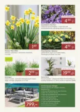 Pflanzen-K&ouml;lle: DAS NEUE JAHR BEGINNT MIT GUTEN PREISEN