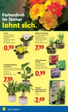 Lidl Lidl: Flugblatt in deiner N&auml;he - ab 08.01.2026