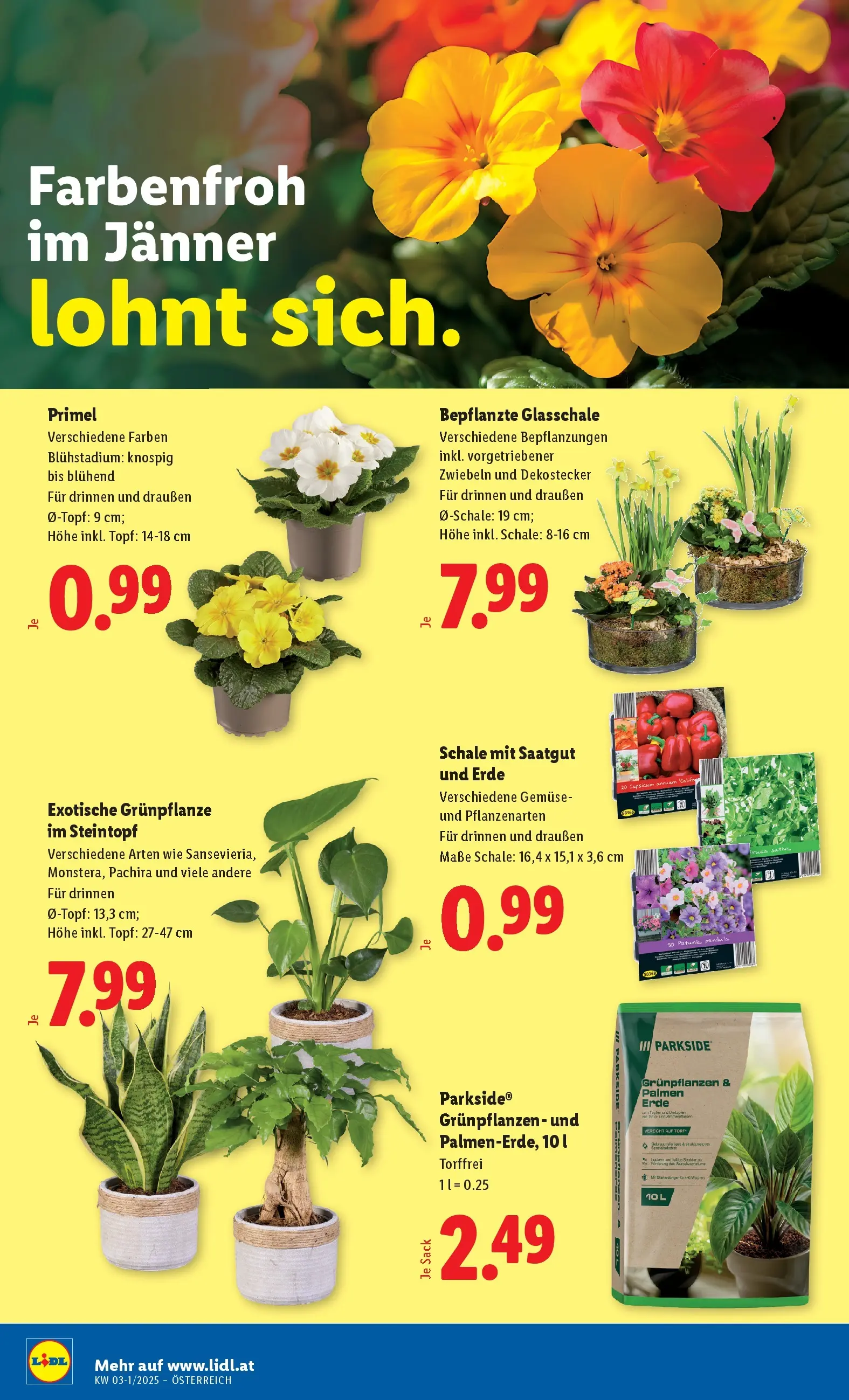 Lidl Flugblatt - Jenbach, Eferding, Dornbirn ab 08.01.2026 - Angebote ab donnerstag | Seite: 28 | Produkte: Zwiebeln, Gemüse