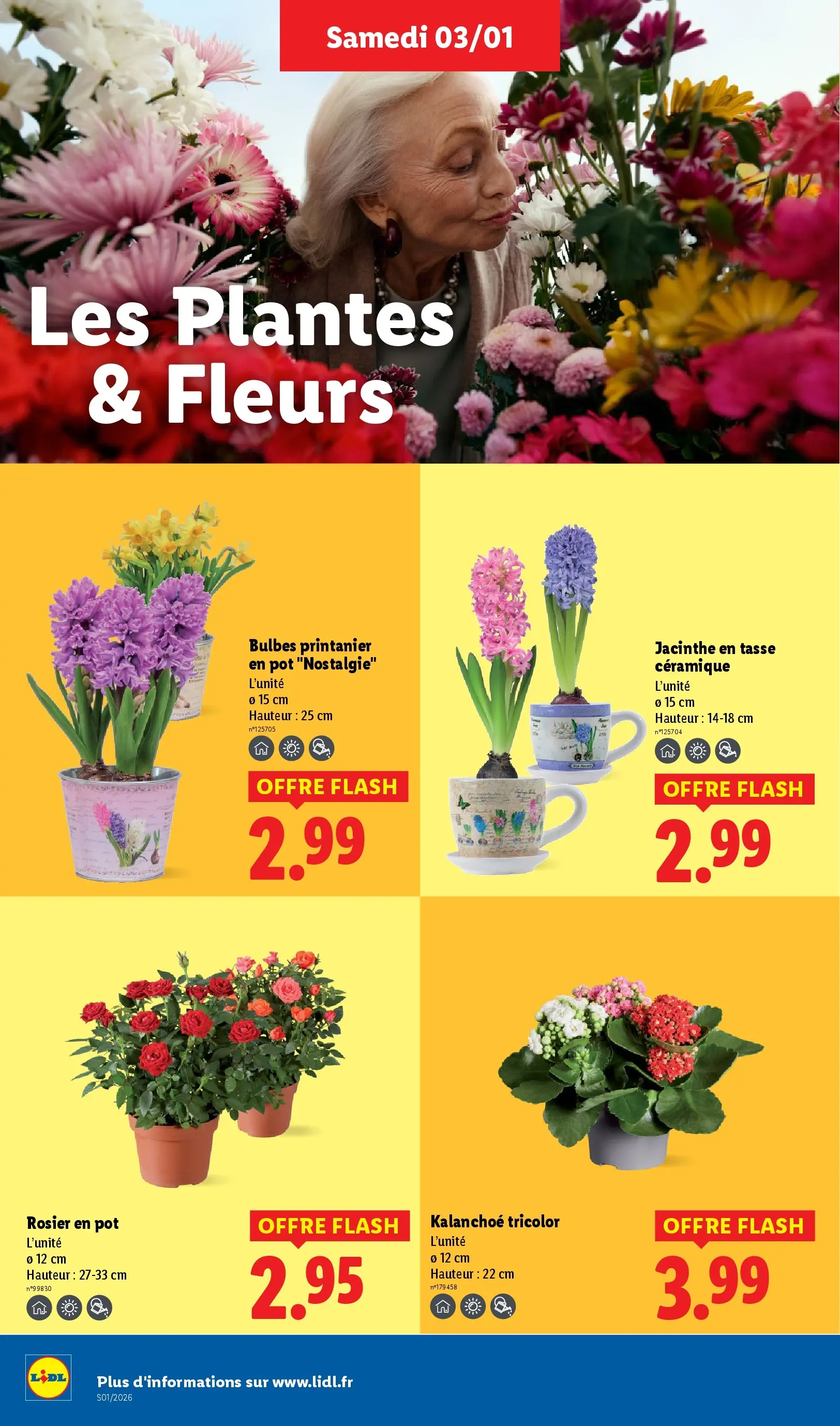 Catalogue LIDL du 02/01/2026 | Promo prospectus en ligne | Page: 28 | Produits: Rosier, Rosier en pot, Plantes