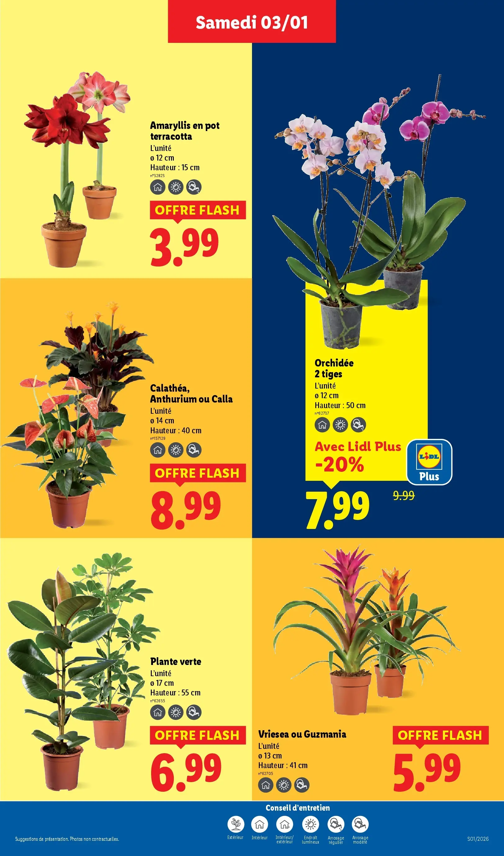 Catalogue LIDL du 02/01/2026 | Promo prospectus en ligne | Page: 29 | Produits: Plante verte, Orchidée