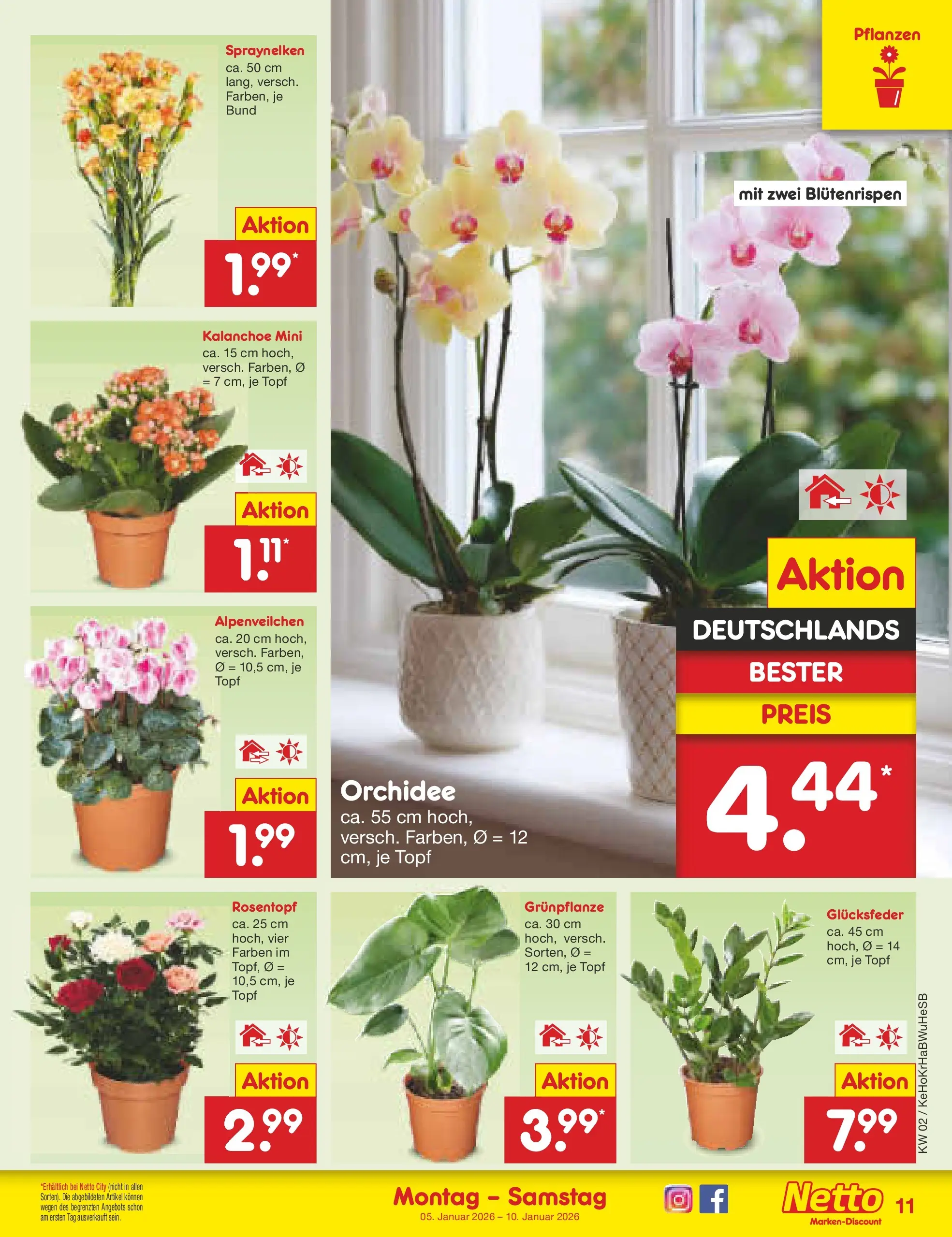 Netto Marken-Discount prospekt Stemwede-Dielingen	 (ab 04.01.2026) » Angebote | Seite: 11 | Produkte: Orchidee