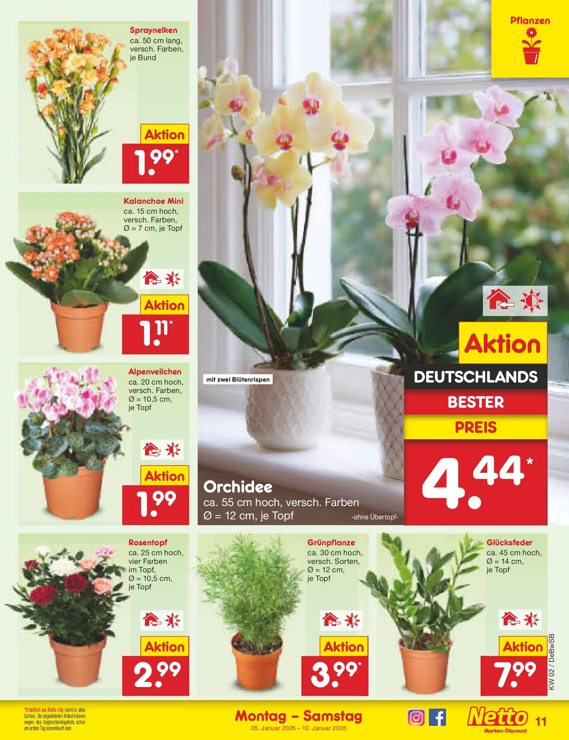 Netto Marken-Discount prospekt Waiblingen-Bittenfeld	 (ab 04.01.2026) » Angebote | Seite: 11 | Produkte: Orchidee
