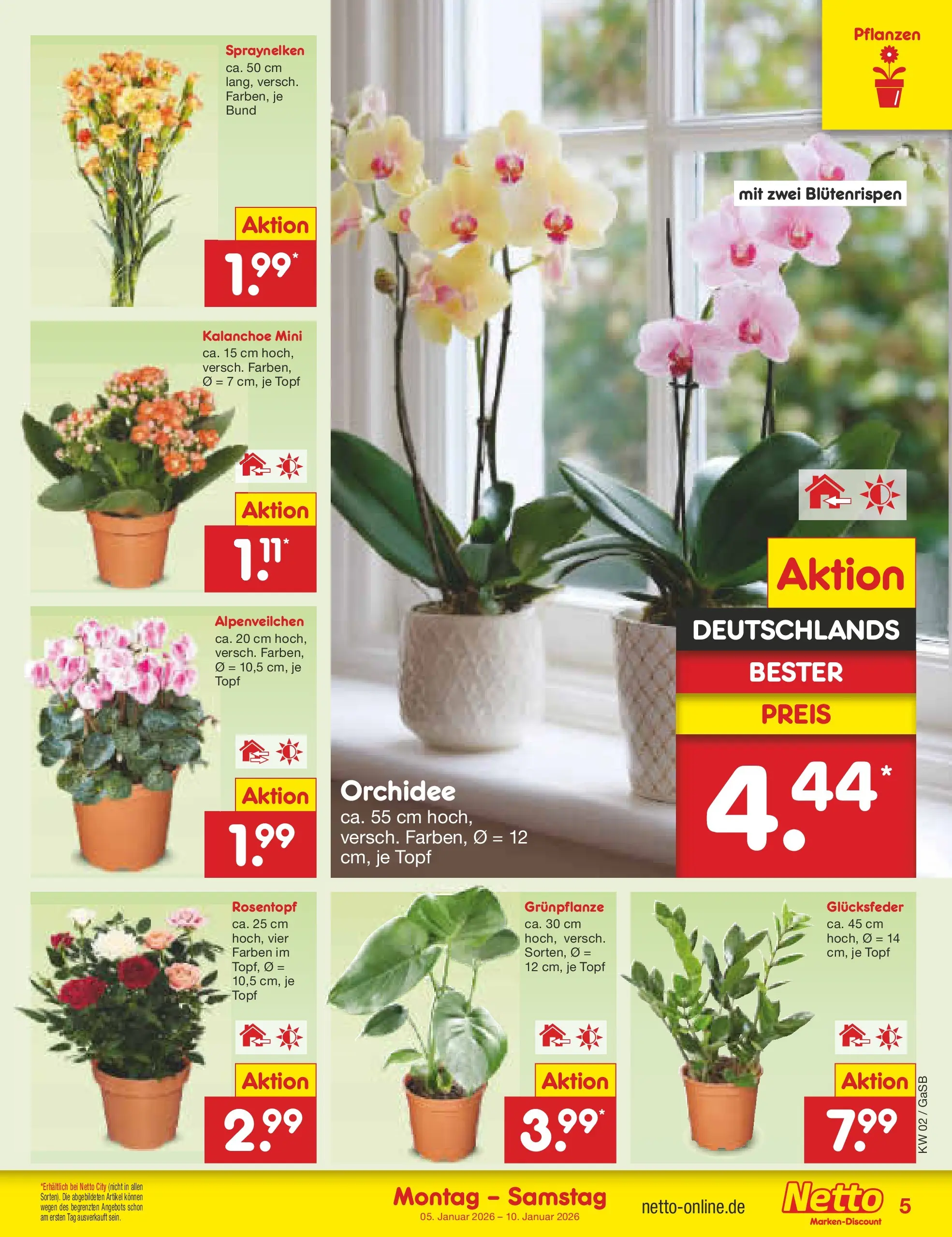 Netto Marken-Discount prospekt Bremen-Lesum	 (ab 04.01.2026) » Angebote | Seite: 5 | Produkte: Orchidee