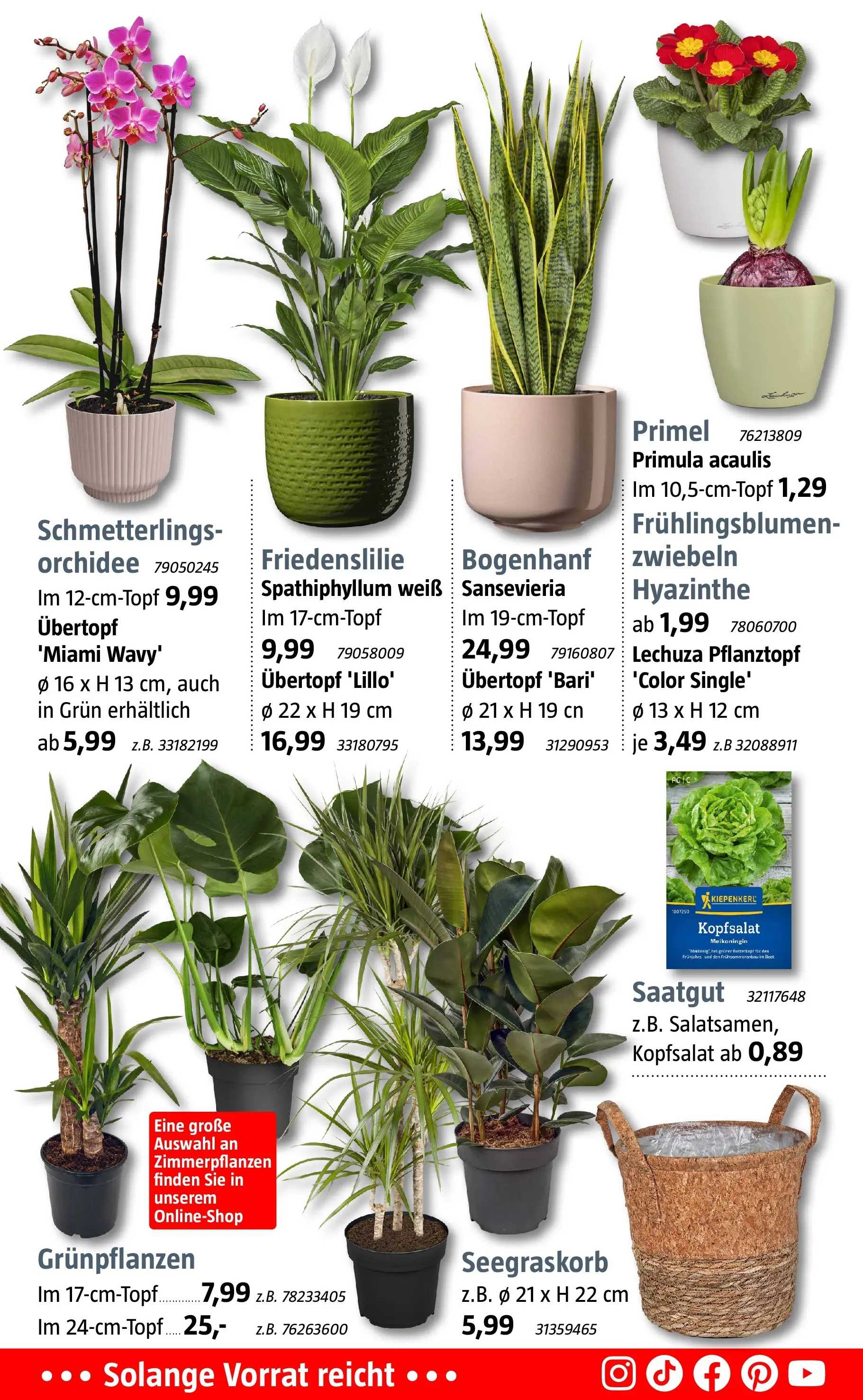 Bauhaus - BAUHAUS: Aktuelle Angebote (ab 02.01.2026) zum Blättern | Seite: 11 | Produkte: Orchidee, Zwiebeln