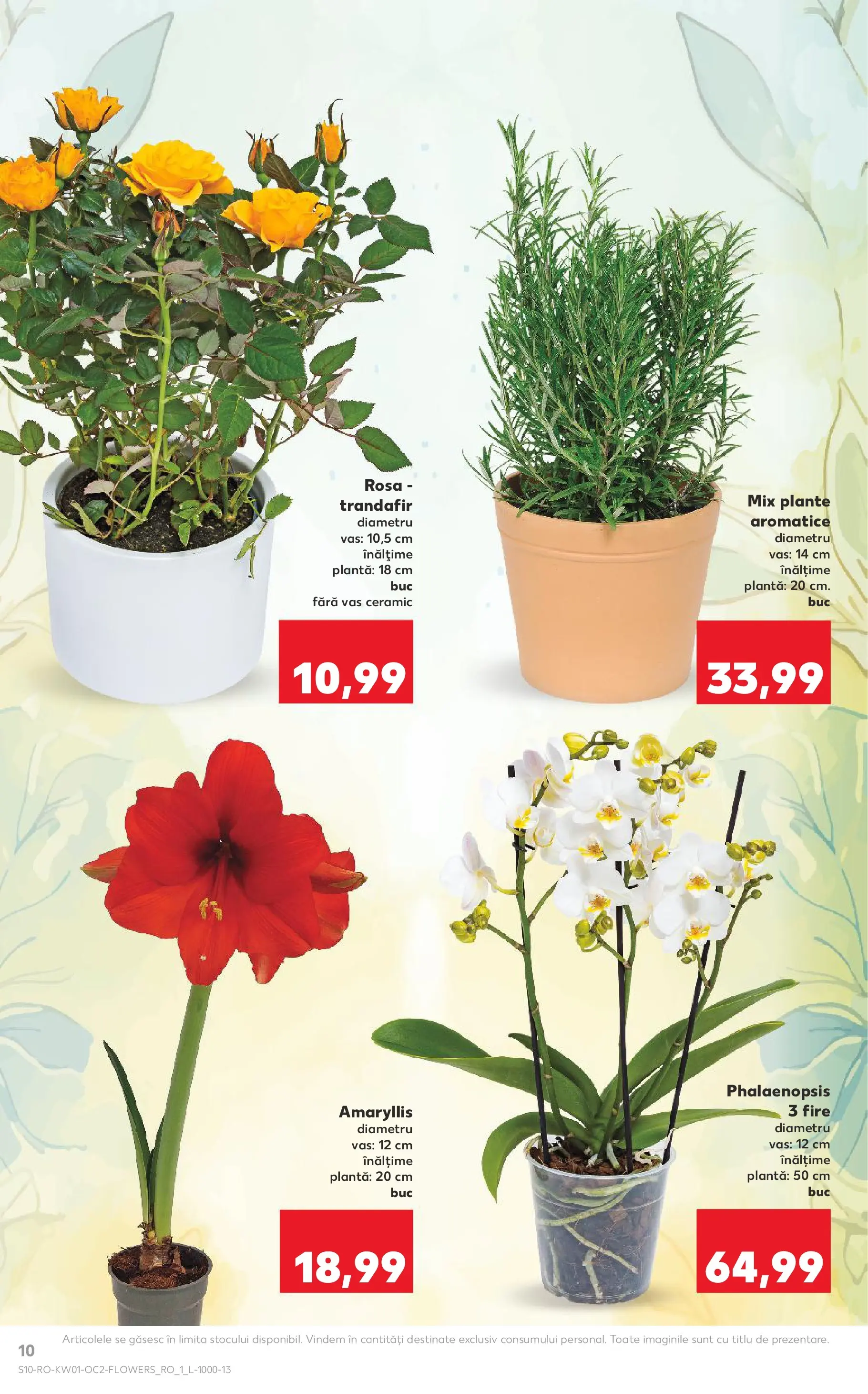 Catalog Kaufland - Domnesti 31.12.2025 - Revista si Oferta | Pagină: 10 | Produse: Trandafir, Demirhindi
