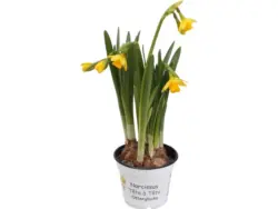 NARZISSE &bdquo;T&Ecirc;TE &Agrave; T&Ecirc;TE&ldquo;