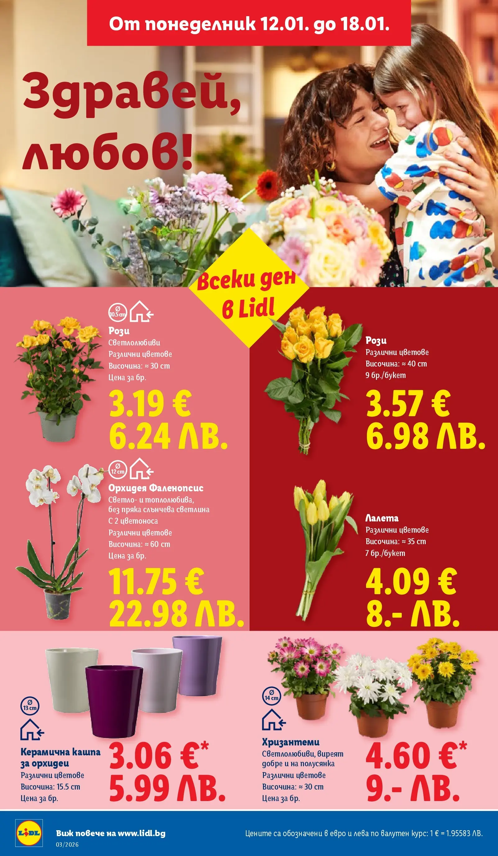 Cедмична брошура на Лидл от 12.01.2026 | Страница: 38 | Продукти: Кашпа, Орхидея