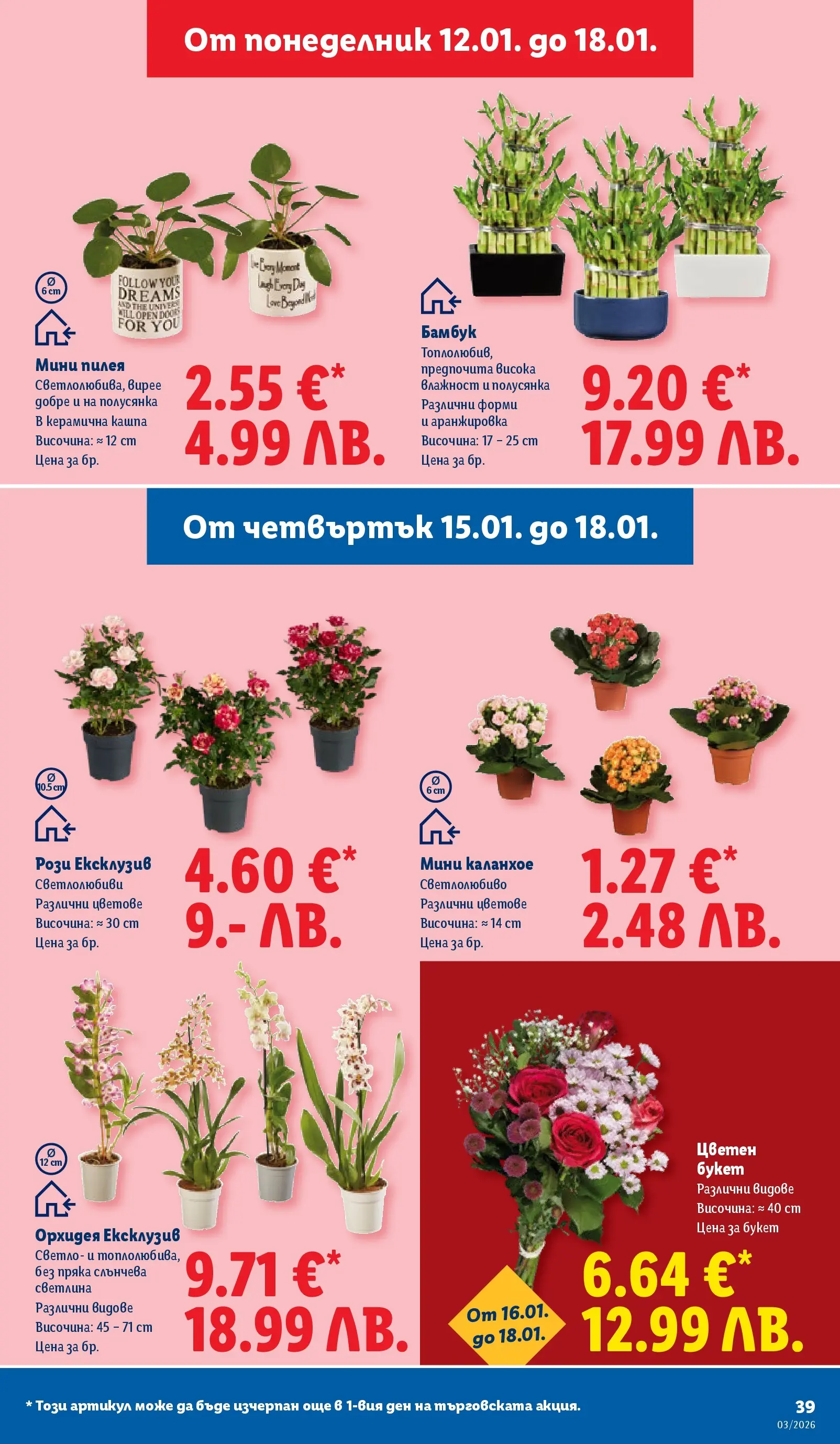 Cедмична брошура на Лидл от 12.01.2026 | Страница: 39 | Продукти: Орхидея