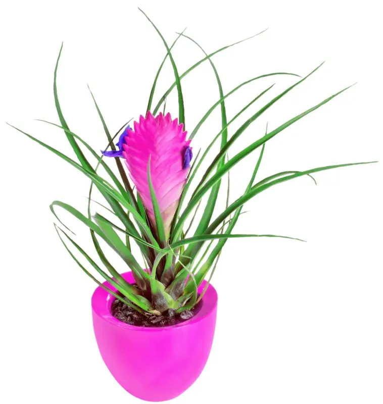 Тиландсия в кeрамична кашпа &Oslash;9 см