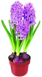 Зюмбюл &Oslash;7 см