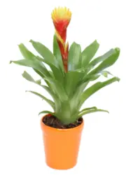 Бромелия в керамика &Oslash;9 см