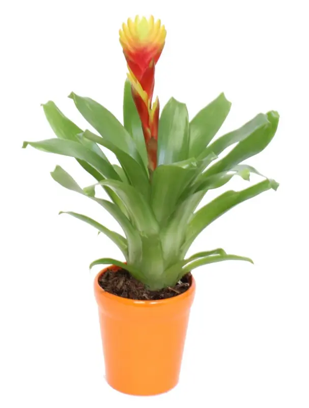 Бромелия в керамика &Oslash;9 см