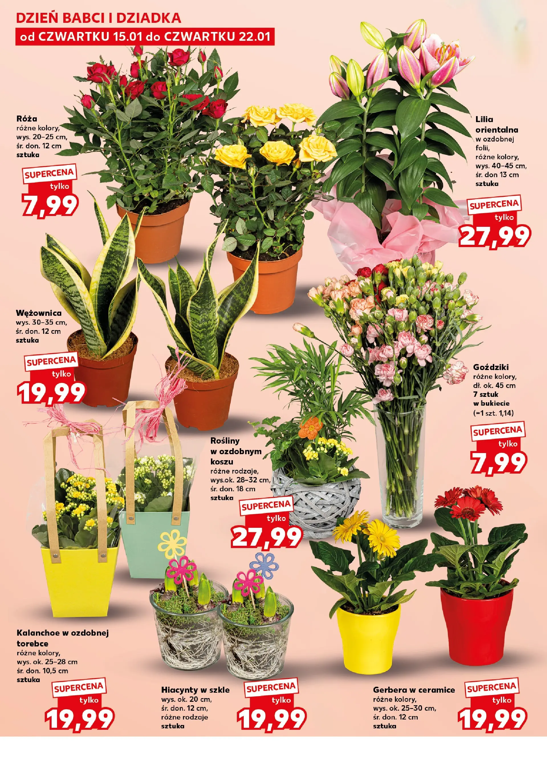 Kaufland gazetka - Mega okazje od 15.01.2026 - od jutra PDF | Strona: 14 | Produkty: Goździki, Rosliny, Kalanchoe