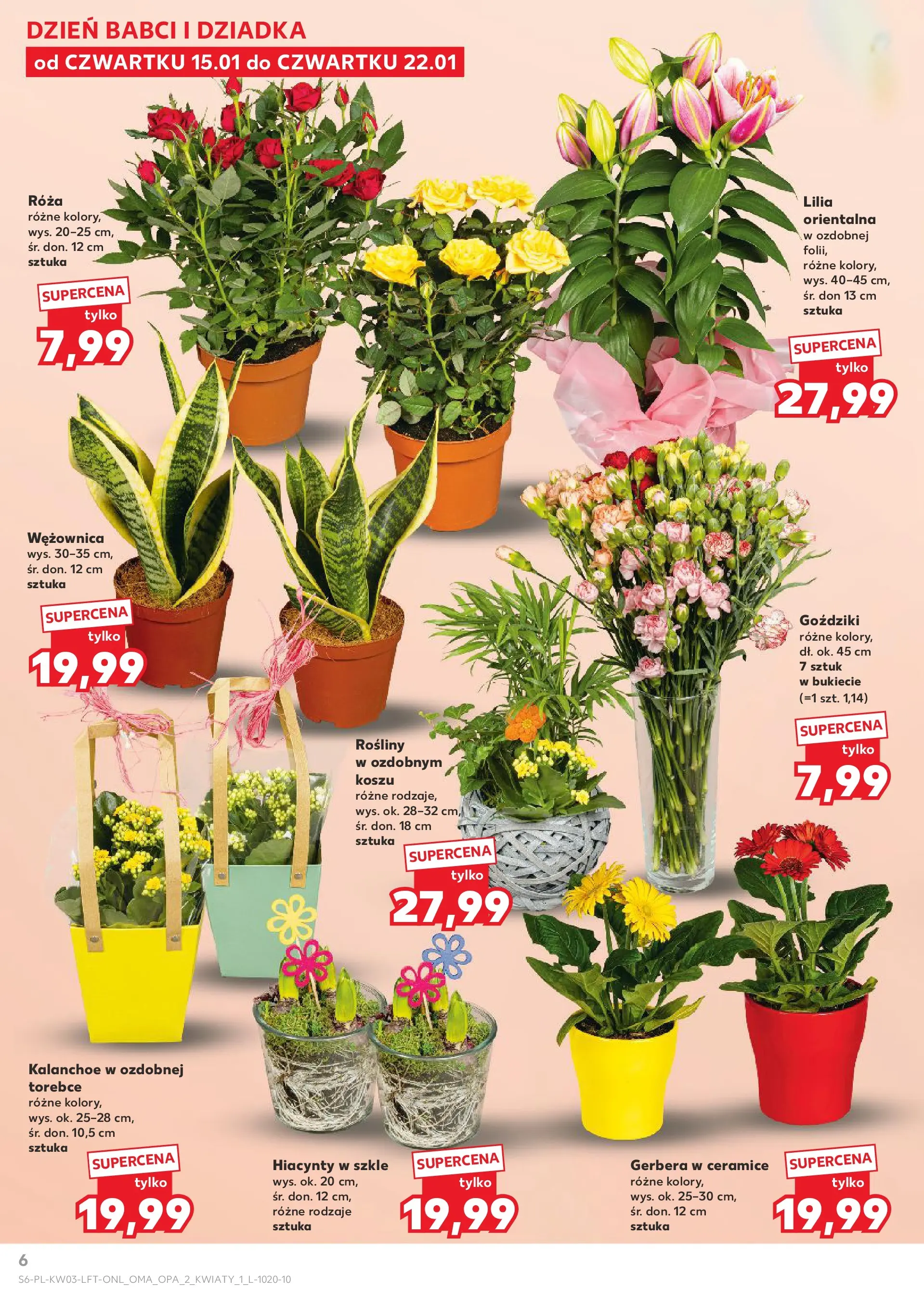 Kaufland gazetka od 15.01.2026 - od jutra PDF | Strona: 6 | Produkty: Goździki, Rosliny, Kalanchoe