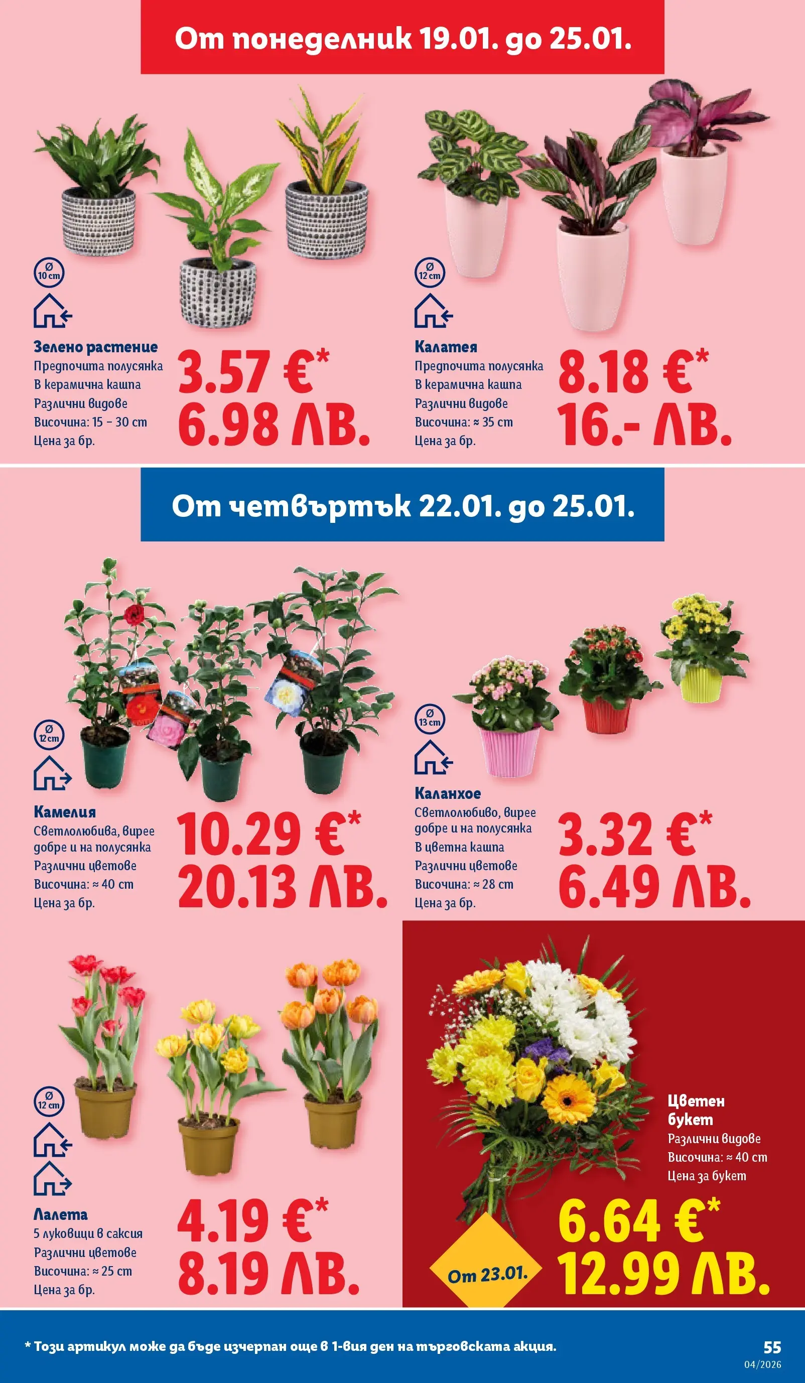 Лидл - Сваляме цените на над 100 продукта в ЛИДЛ с валидност до 25.01.2026 от 18.01.2026 | Страница: 55 | Продукти: Кашпа, Саксия