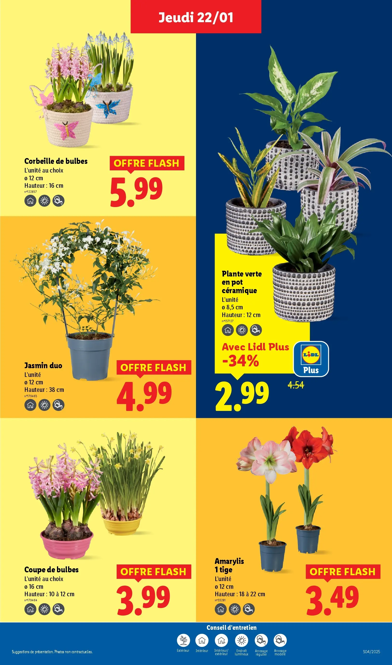Catalogue LIDL du 19/01/2026 | Promo prospectus en ligne | Page: 29 | Produits: Plante verte