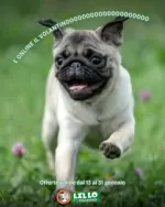 Lillo e i Vagabondi Offerte Lillo e i vagabondi - al 31.01.2026