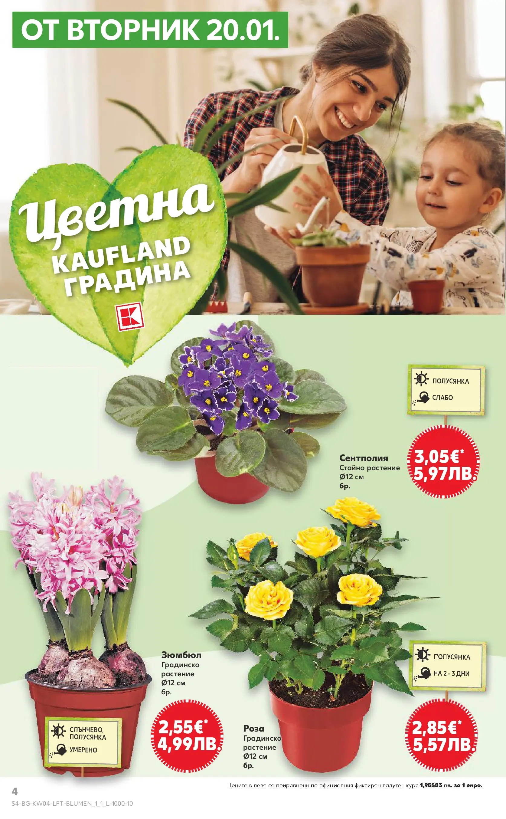 Нова Кауфланд - Роден вкус за всеки с Kaufland предложения с валидност до 25.01.2026 от 18.01.2026 | Страница: 4 | Продукти: Роза