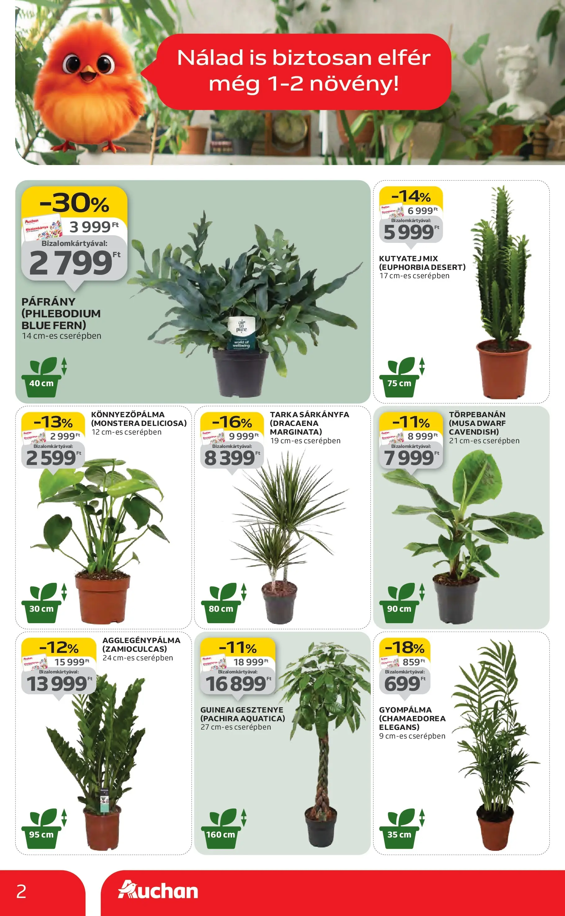 Auchan Akciós újság Miskolc - 2026.01.22. -tól/töl > akció, lapozható szórólap 🛍️ | Oldal: 2 | Termékek: Monstera
