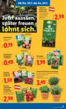 Lidl Lidl - ab 22.01.2026