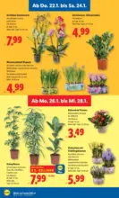 Lidl Lidl - ab 22.01.2026
