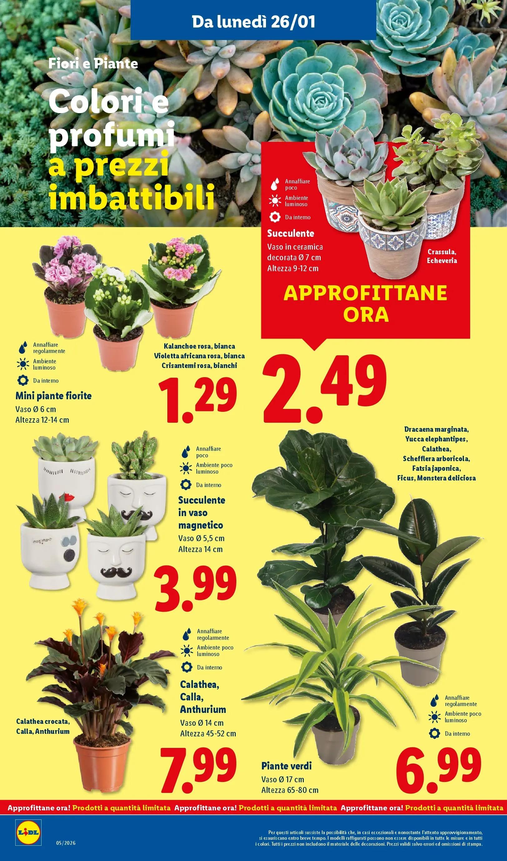 LIDL volantino della prossima settimana dal ﻿22/01/2026﻿ 📣 | Pagina: 38 | Prodotti: Crisantemi, Vaso