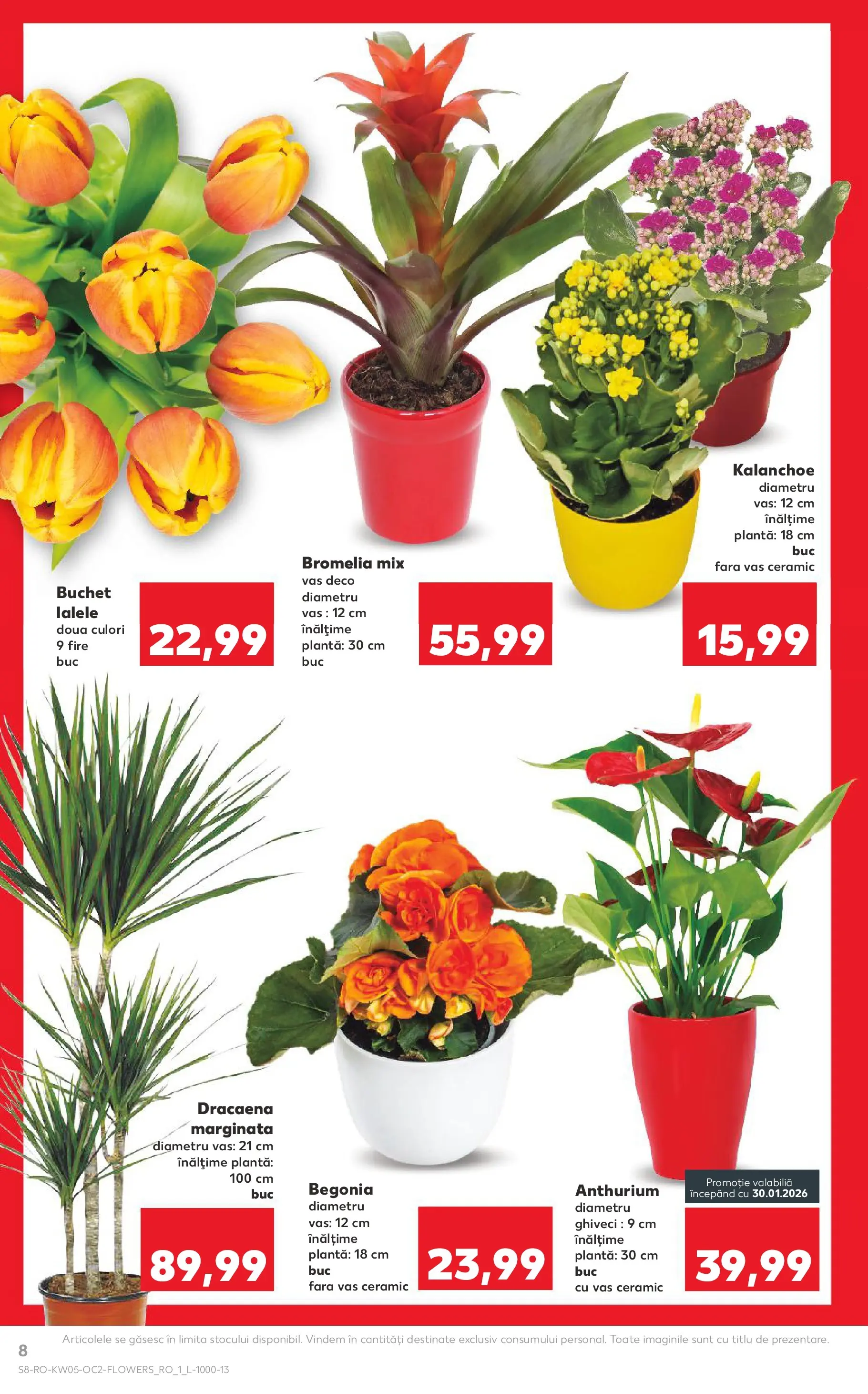 Catalog Kaufland - Domnesti 28.01.2026 - Revista si Oferta | Pagină: 8 | Produse: Bromelia, Ghiveci