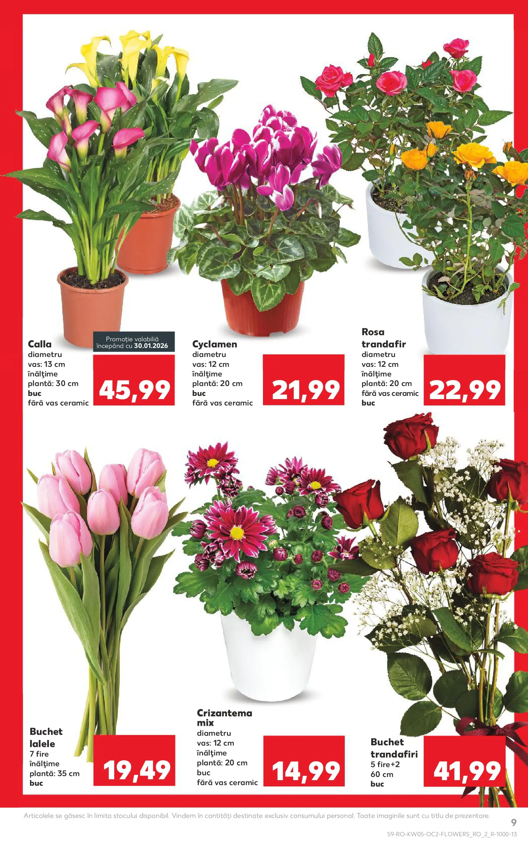 Catalog Kaufland - Domnesti 28.01.2026 - Revista si Oferta | Pagină: 9 | Produse: Trandafir