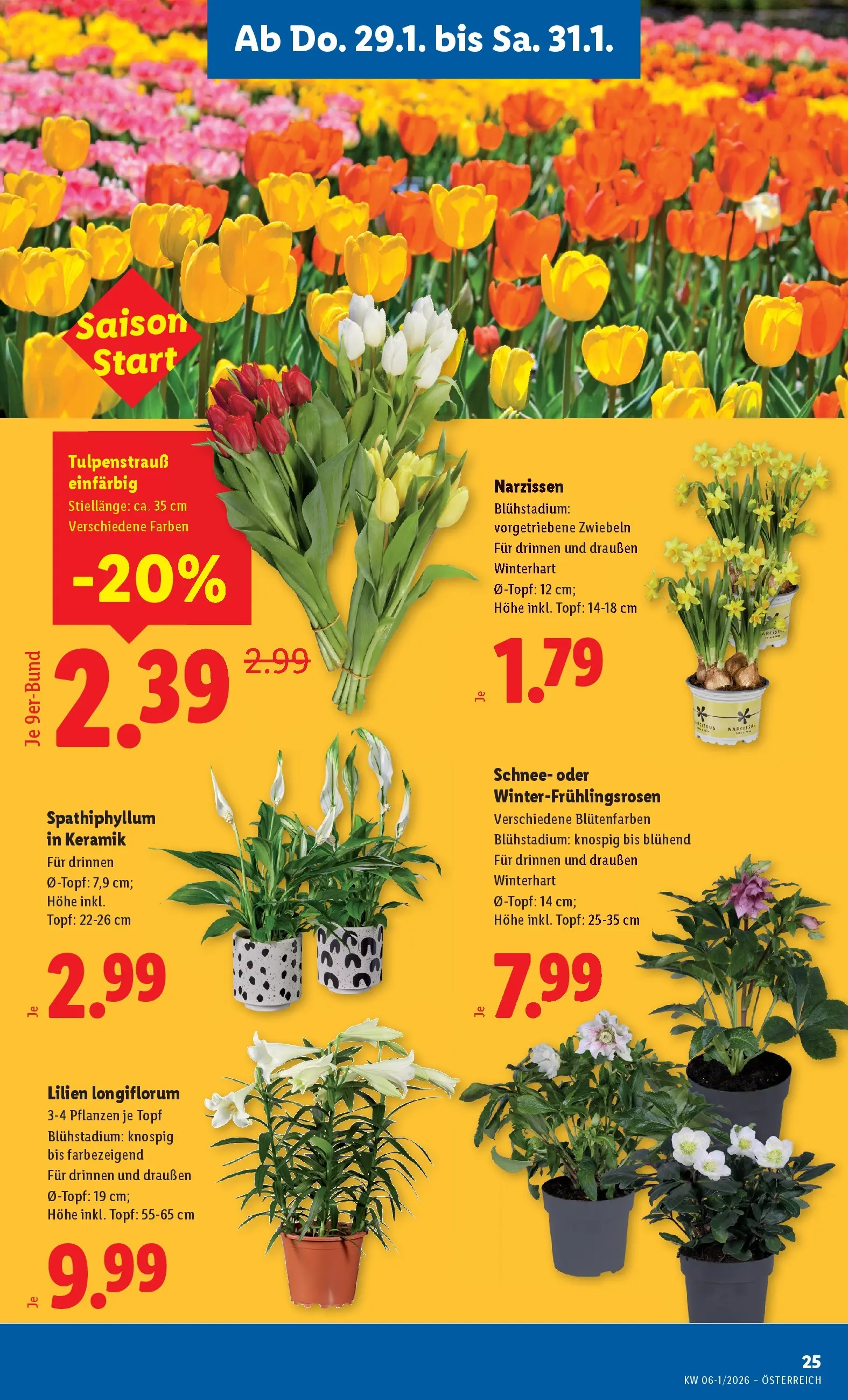 Lidl Flugblatt - Fohnsdorf, Neunkirchen, Graz ab 29.01.2026 - Angebote ab donnerstag | Seite: 27 | Produkte: Zwiebeln