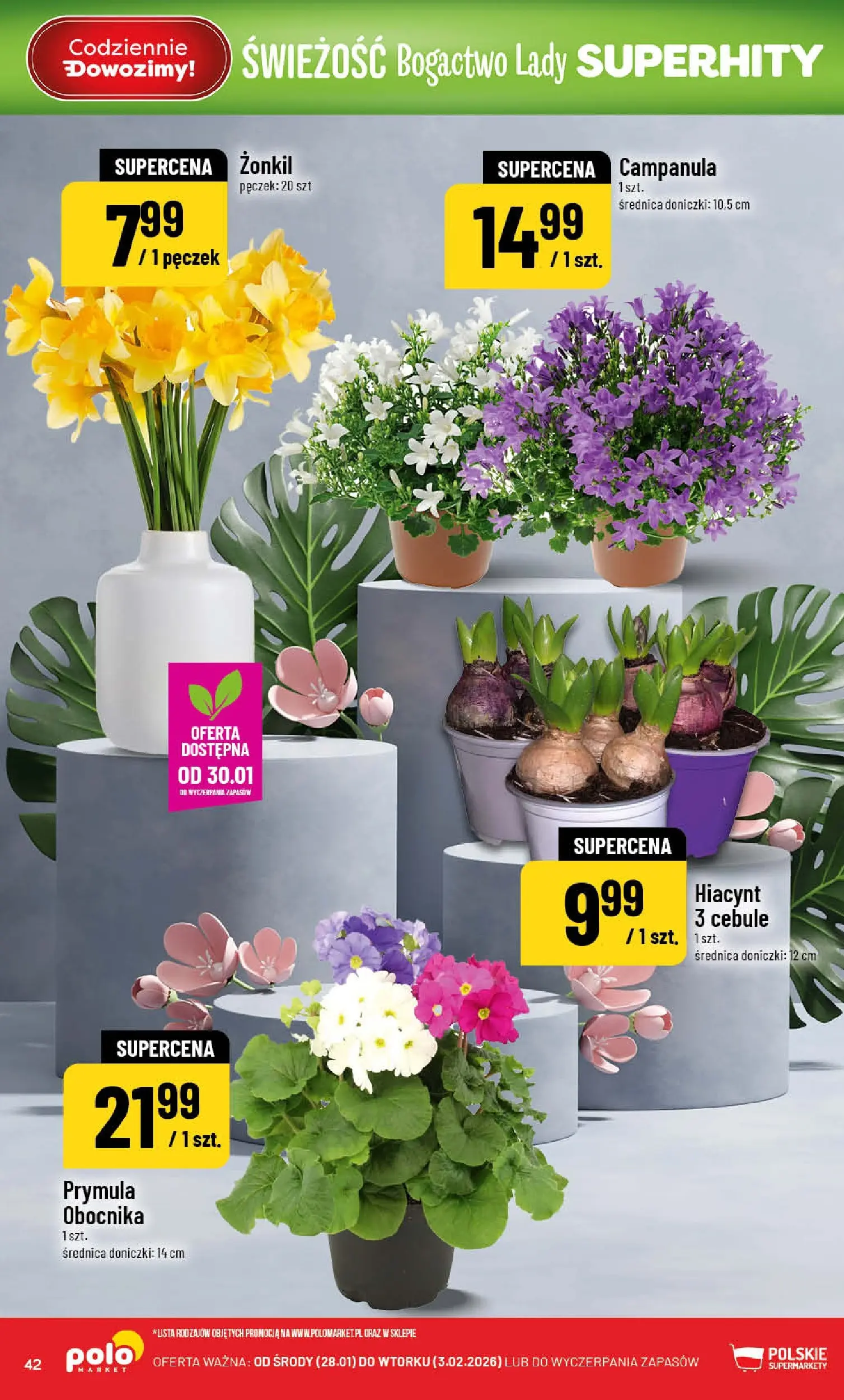 Nowa POLOmarket gazetka od jutra 28.01.2026 (PDF) | Strona: 42 | Produkty: Doniczki, Cebule