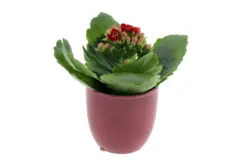 Миникаланхое в керамика &Oslash;6 см