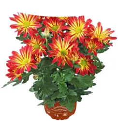 Хризантема &Oslash;12 см