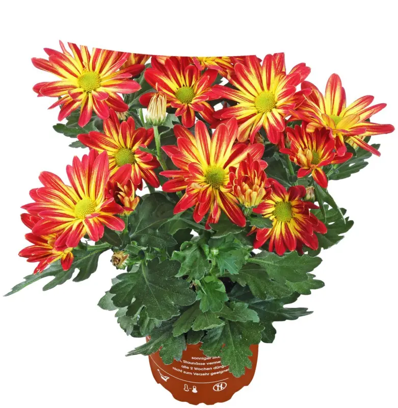 Хризантема &Oslash;12 см