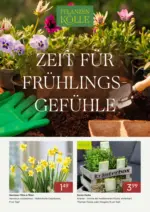 Pflanzen-K&ouml;lle Pflanzen-K&ouml;lle: Zeit f&uuml;r Fr&uuml;hlingsgef&uuml;hle - bis 28.02.2026